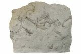 Fossil Crinoid Plate (Eight Species) - Crawfordsville, Indiana #198238-1